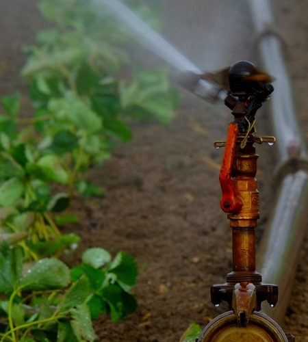 Поливна система поставена между посяти растения