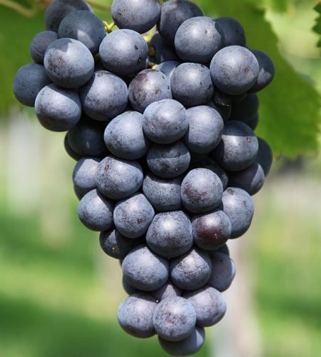 Грозде на клонка